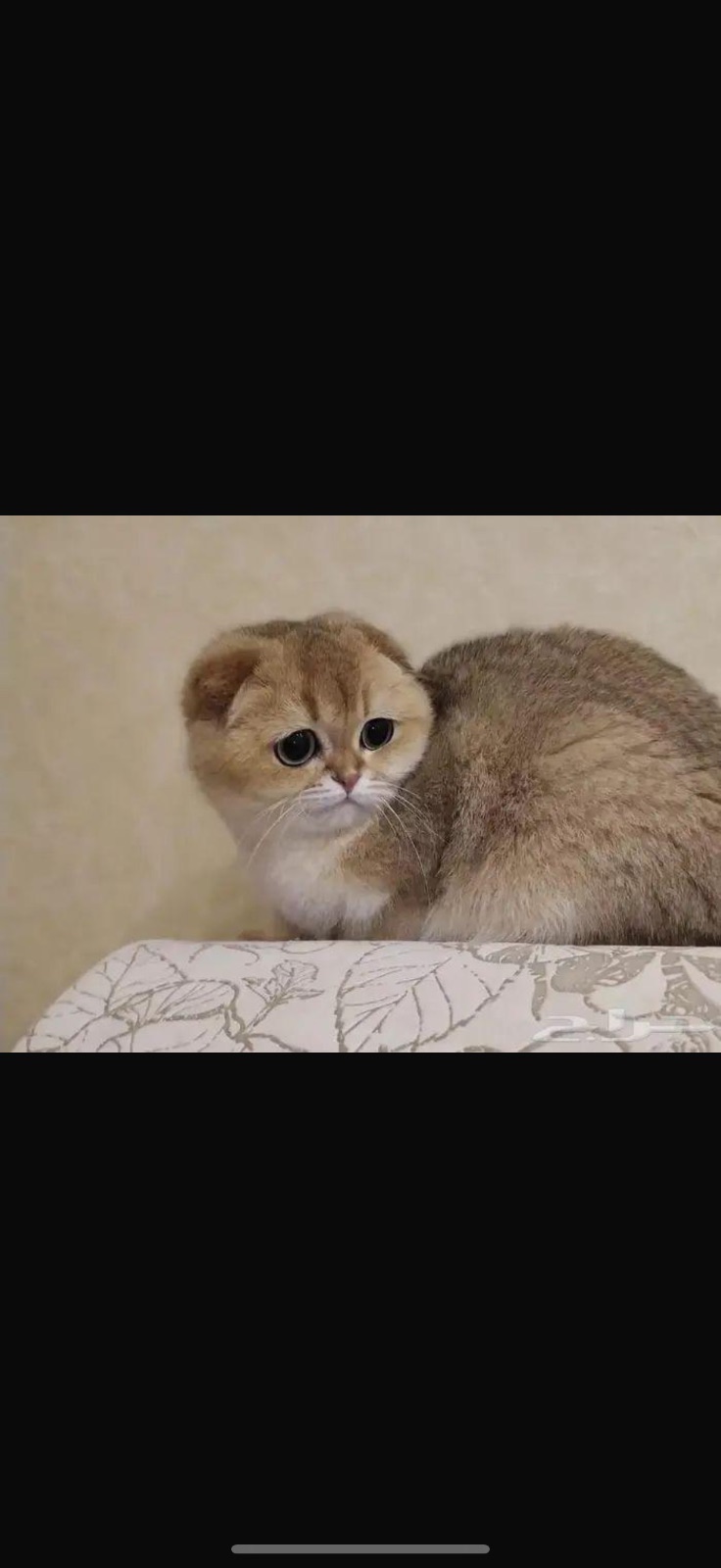 روزي