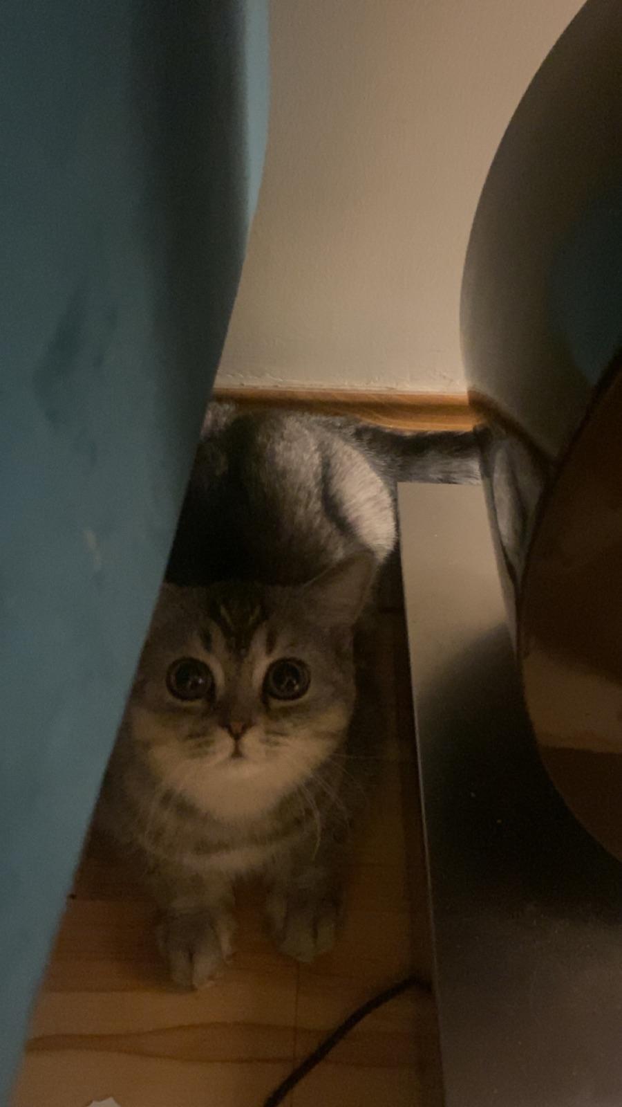 Loki