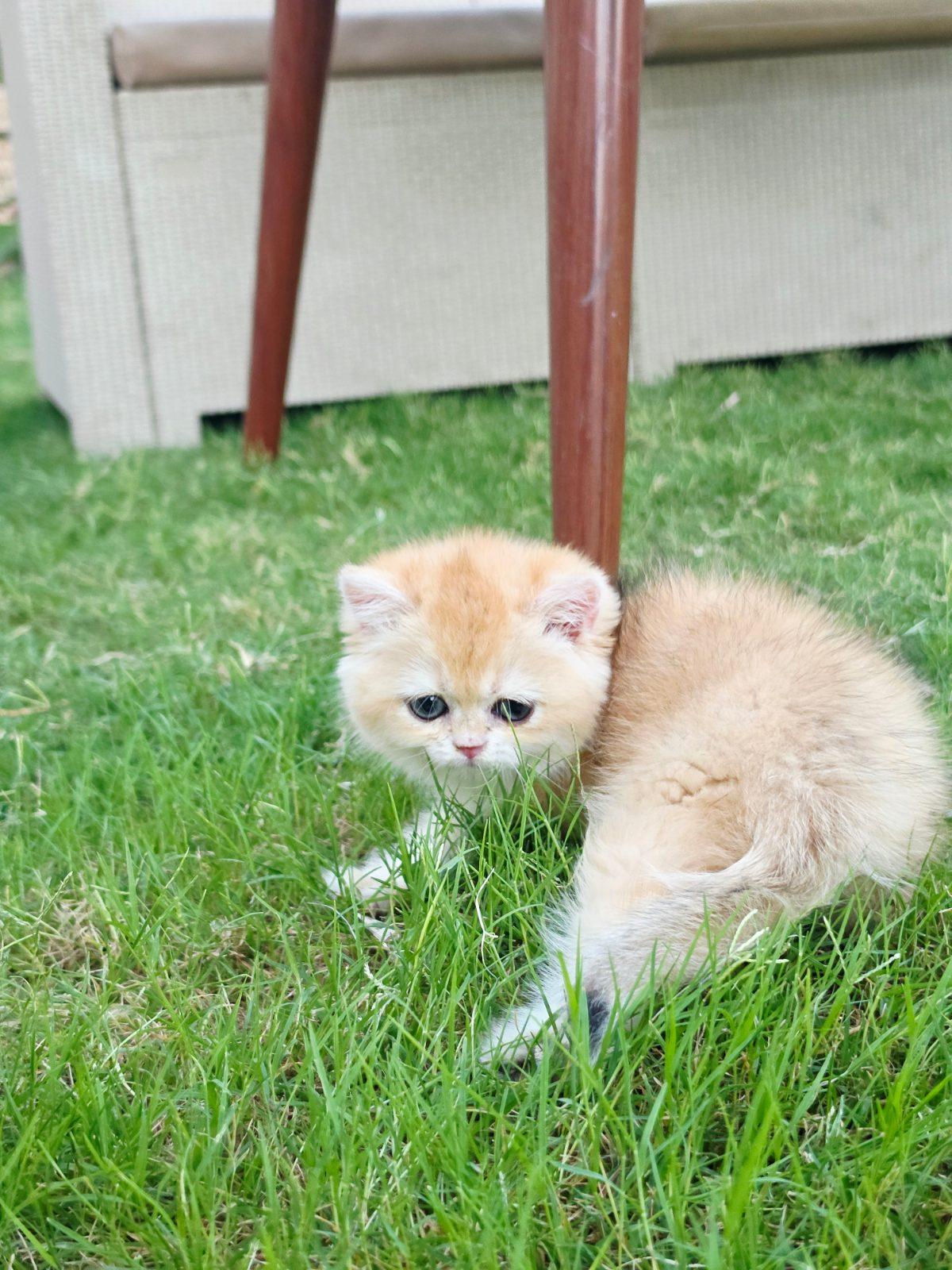 luna