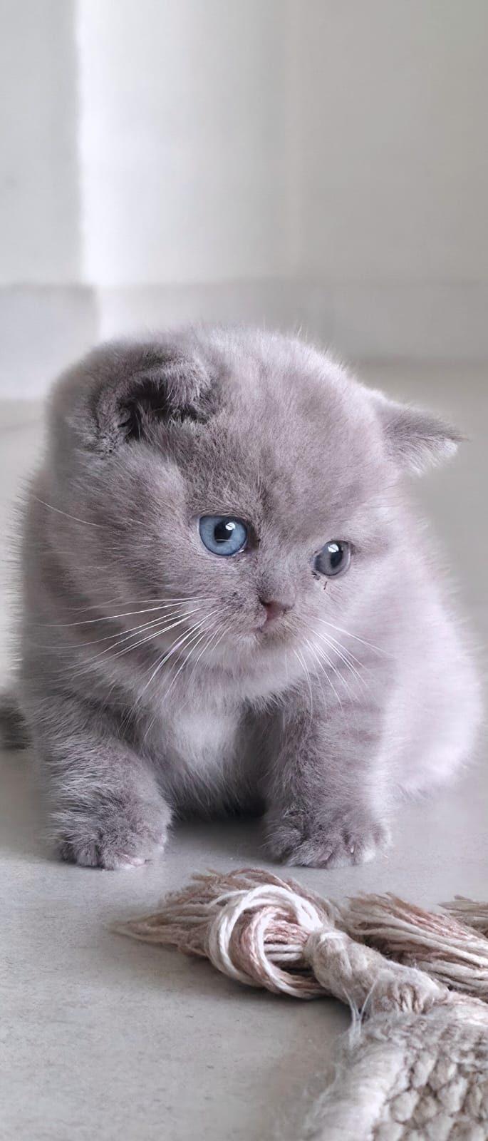 Duchess