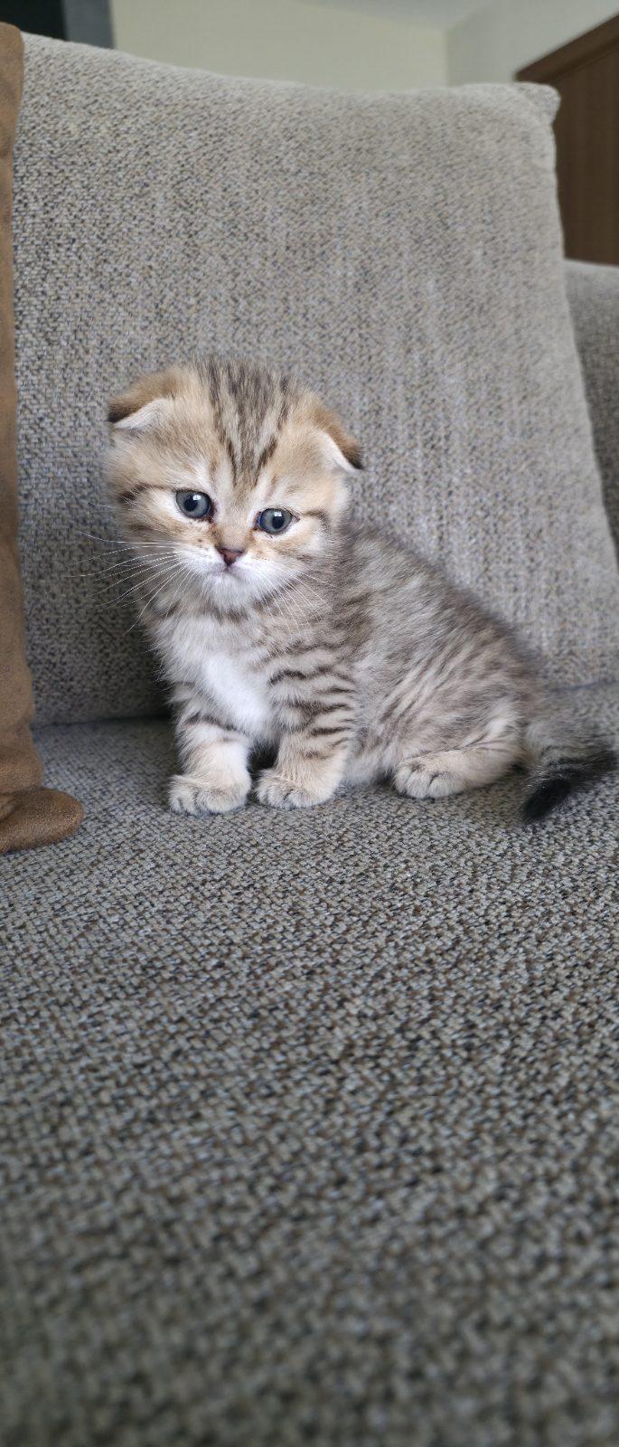 Kira