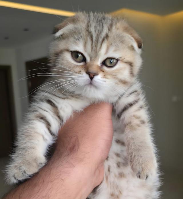 Kira