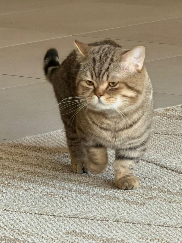 LEO