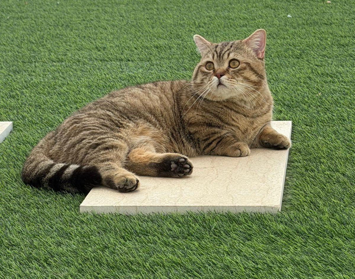 LEO — المنشكن