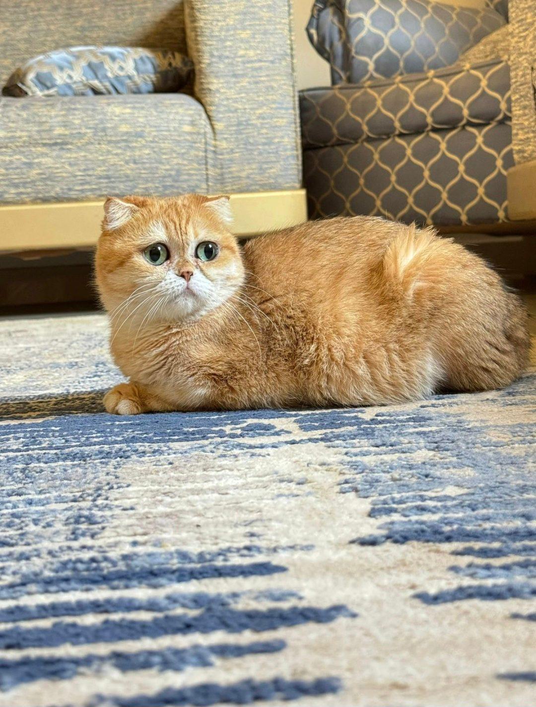 Misho
