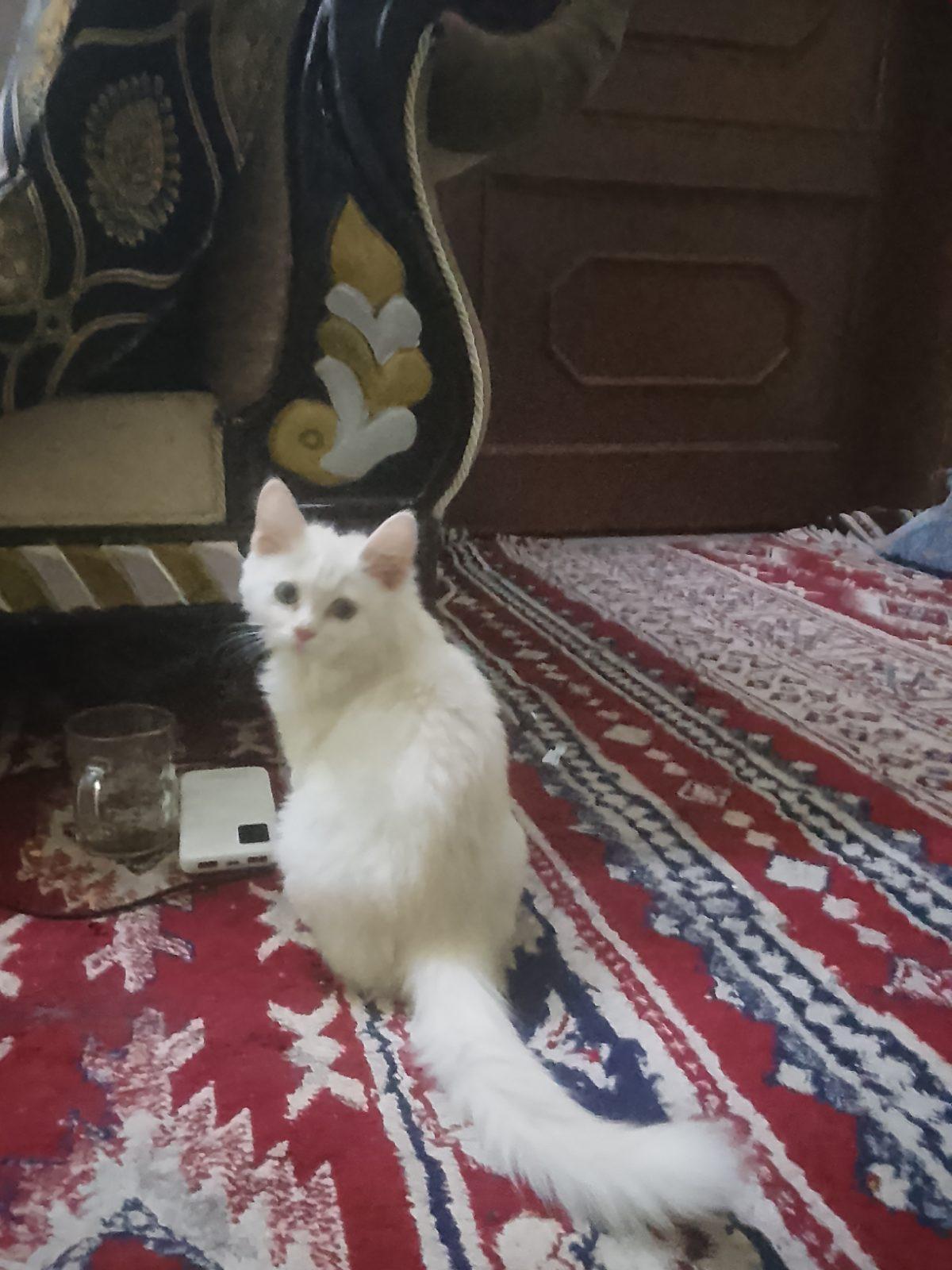 Sezar