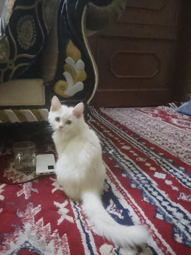 Sezar