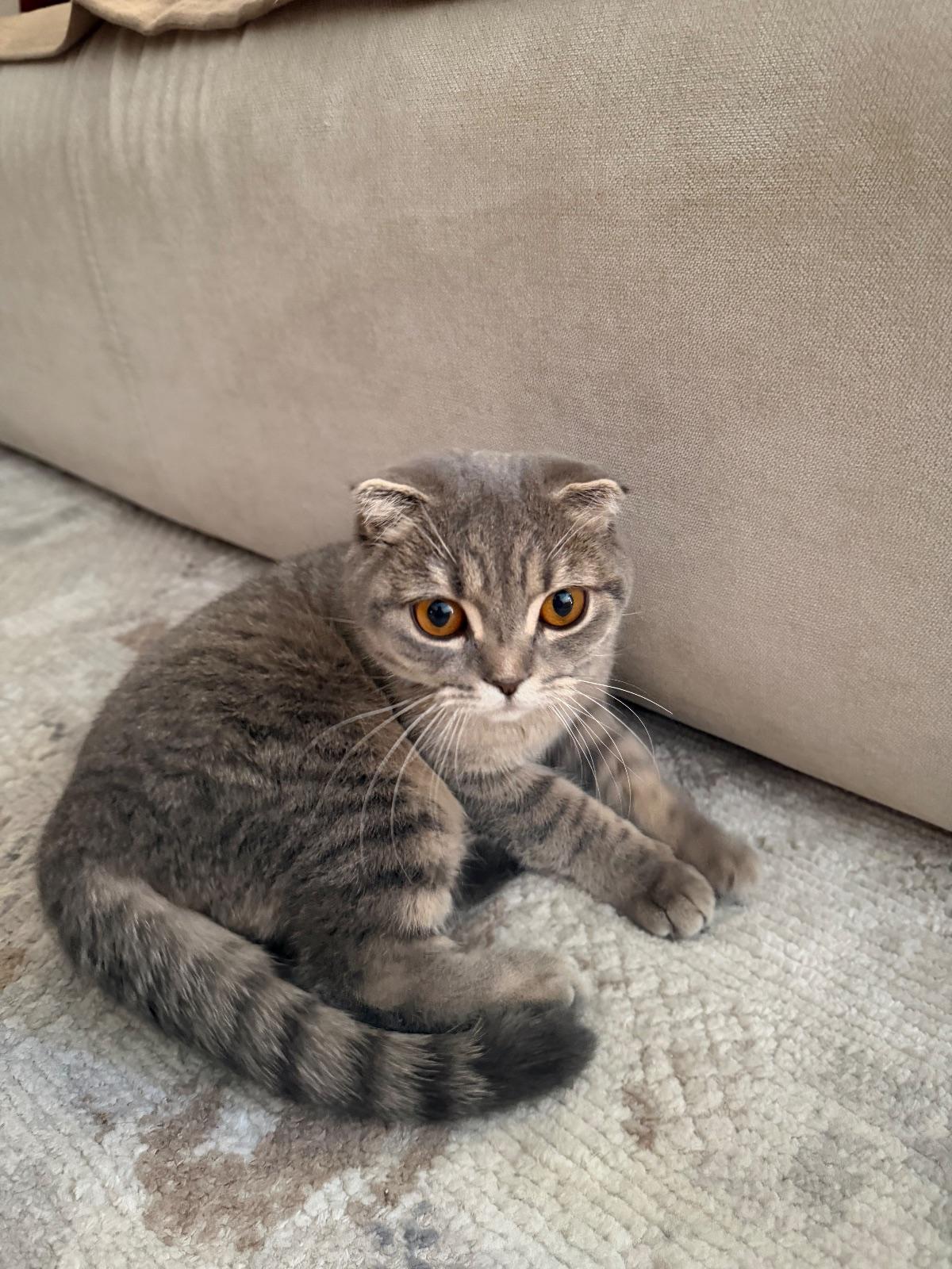 Scottish Fold a 23 (Blue Mackerel Tabby) Queen