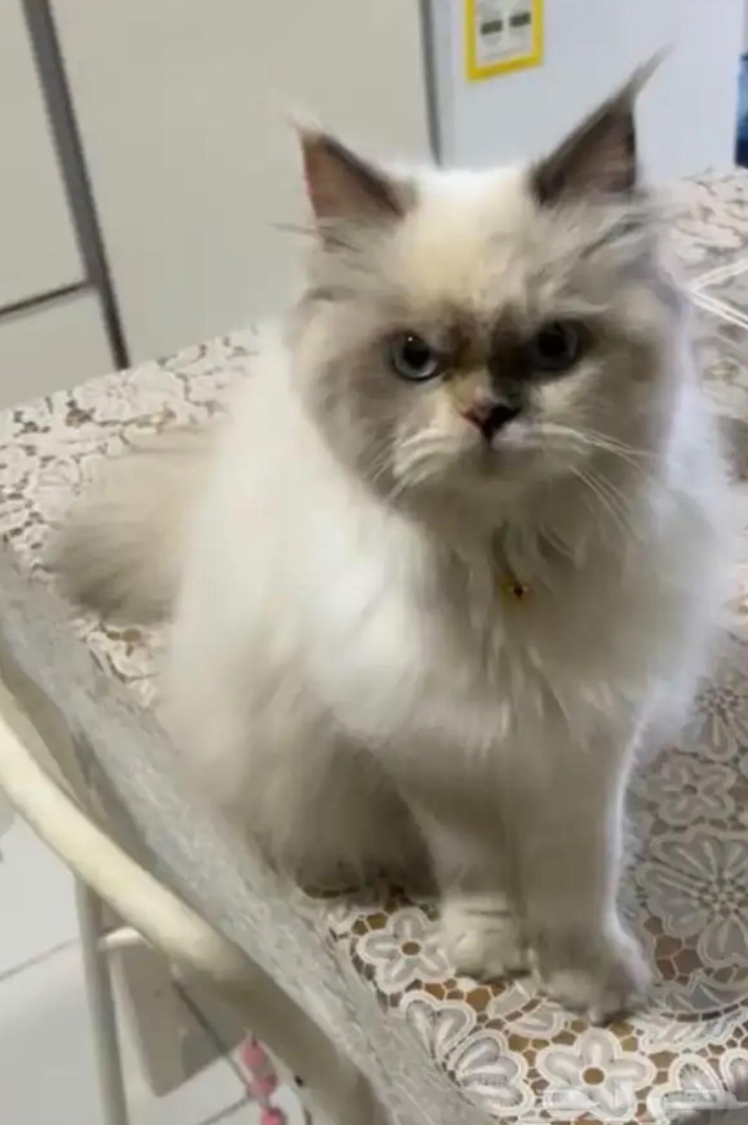 Anabella