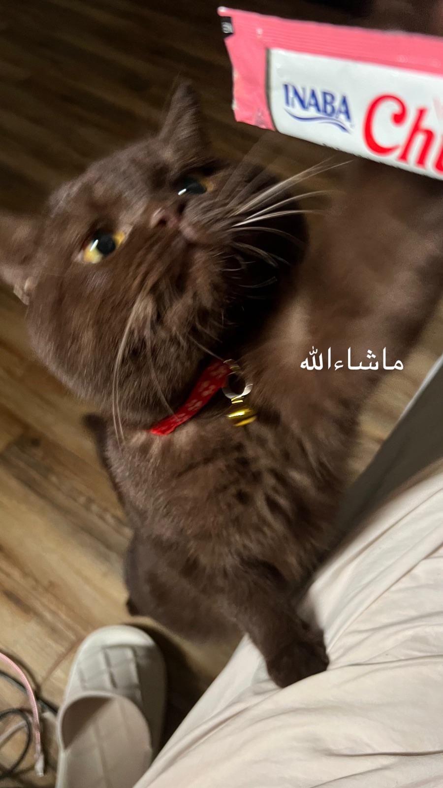 Lincoln — البريطاني قصير الشعر