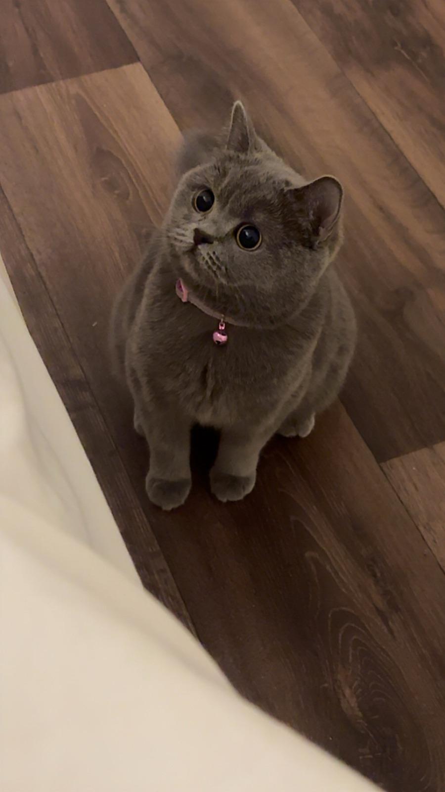 Koki
