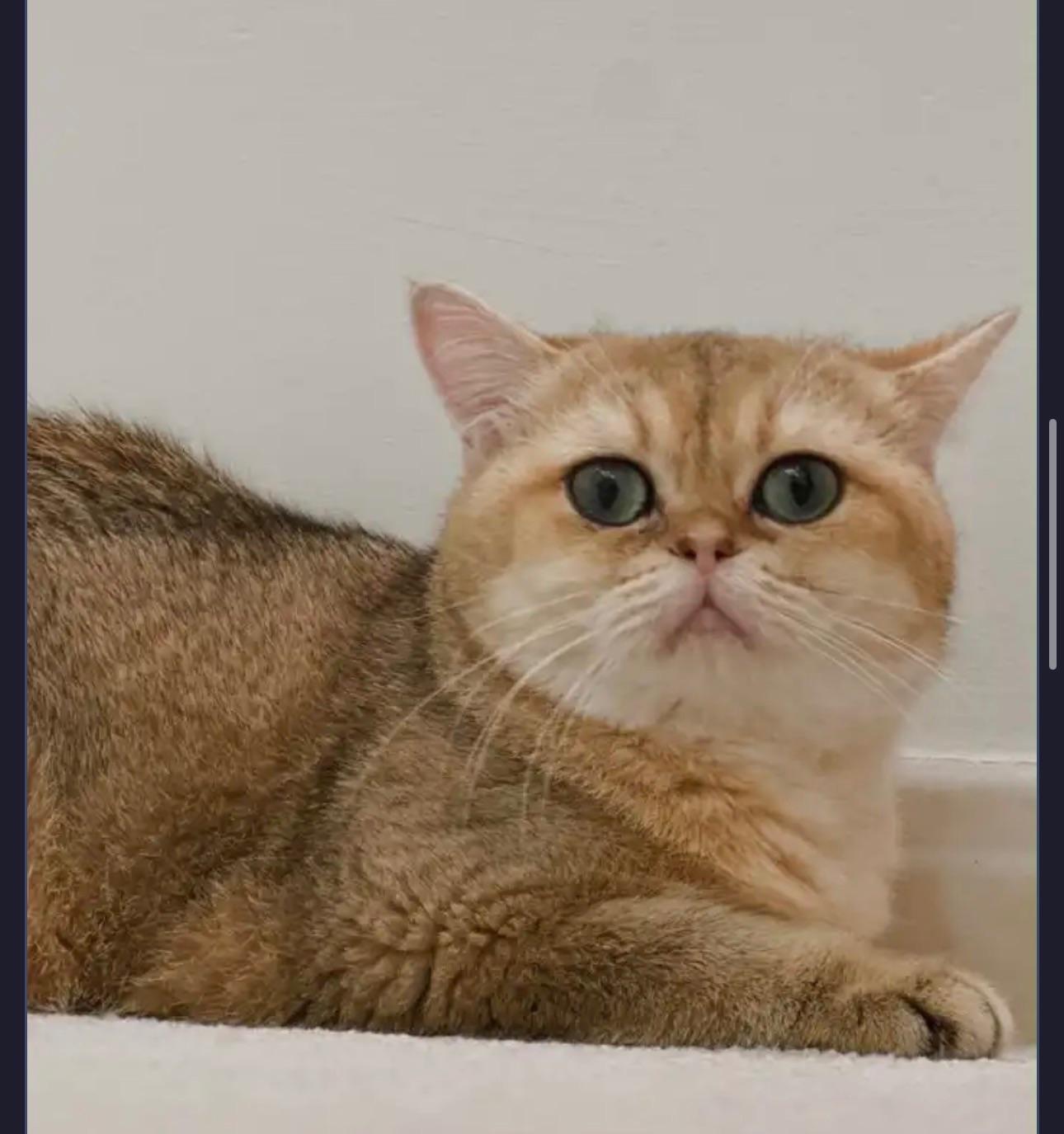 CHLOE