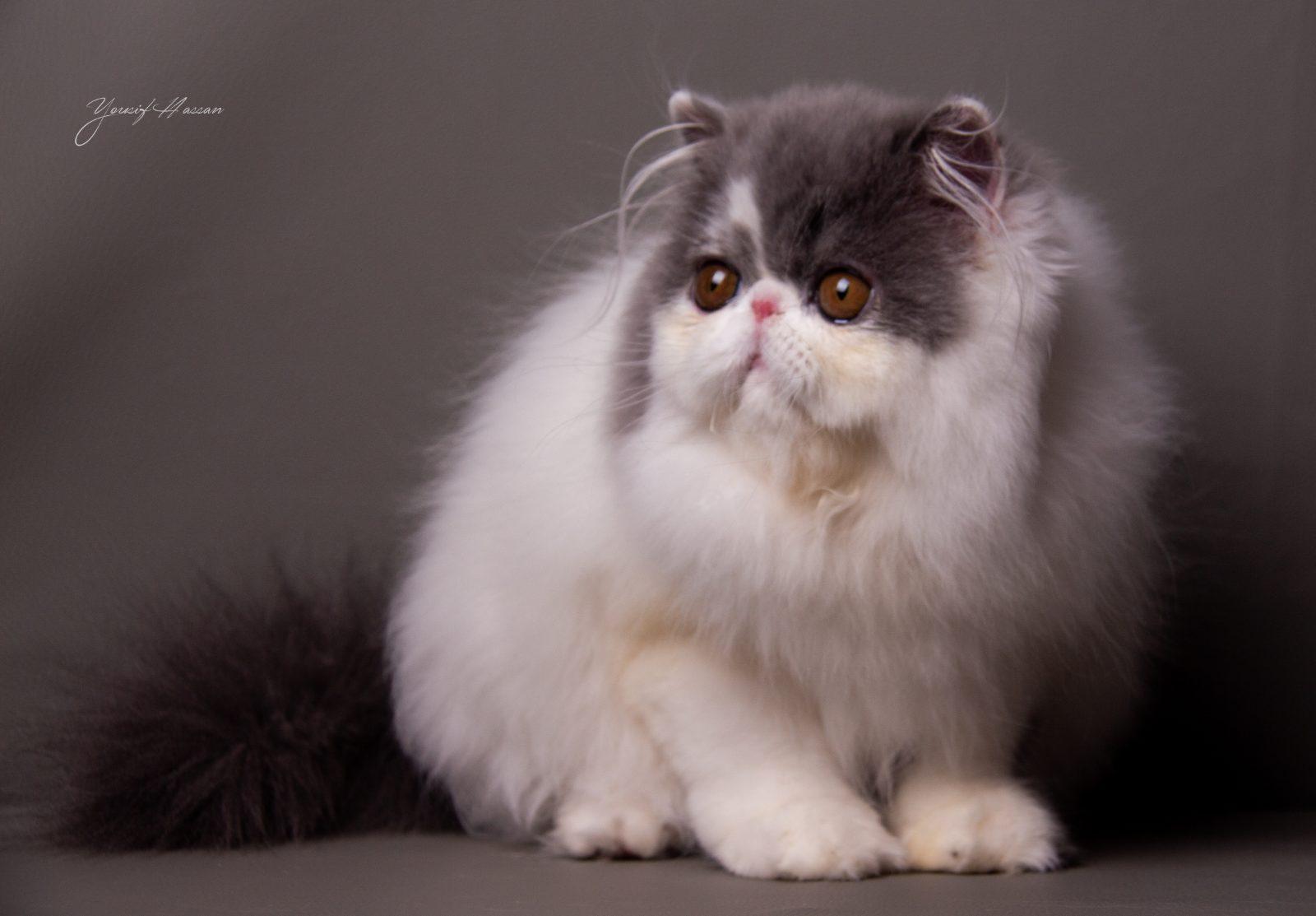 ROYAL LUXURY'S ALEXANDRA