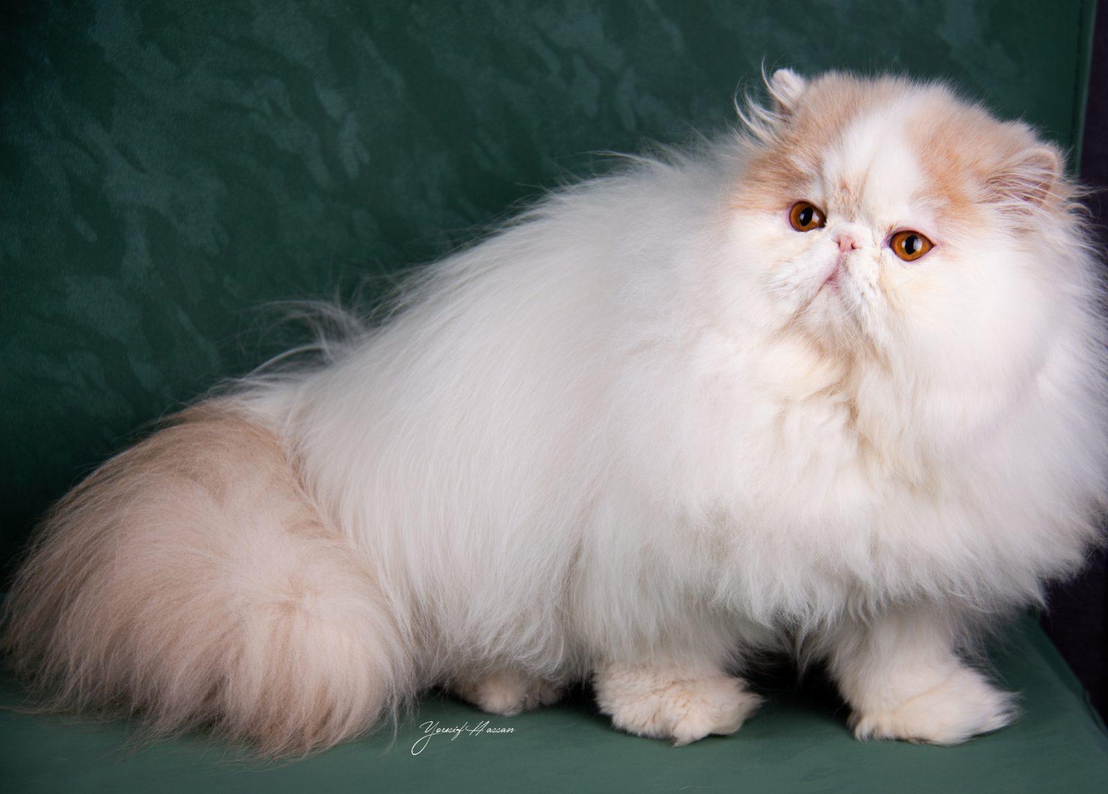 JAWAHIR'S CAMILLA OF ROYAL LUXURY