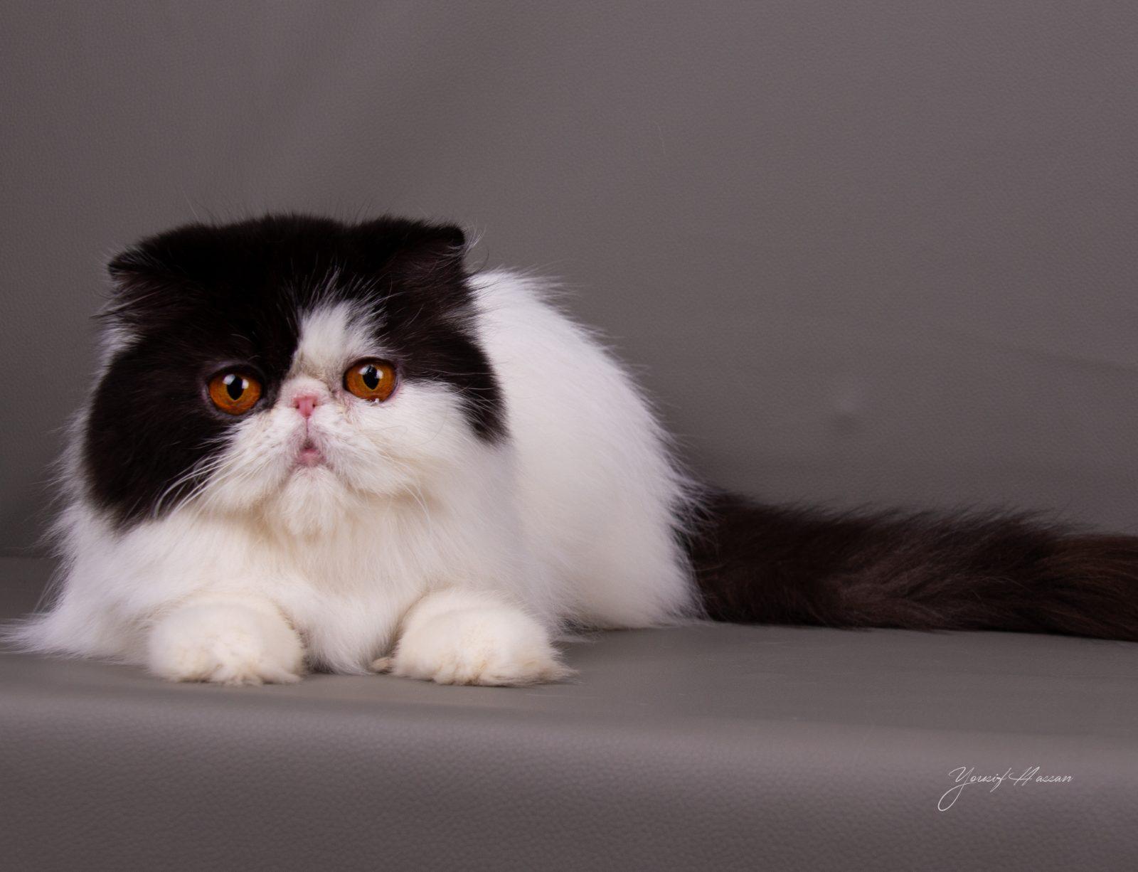 CHUNKY FUR TOKA