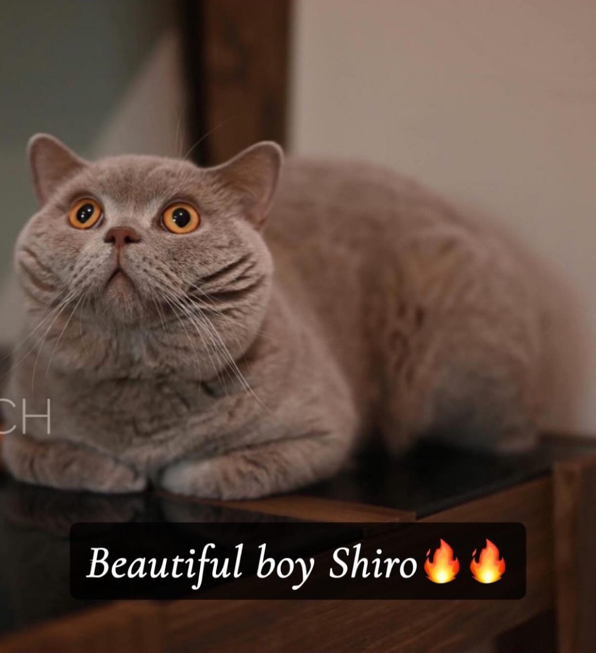 Shiro