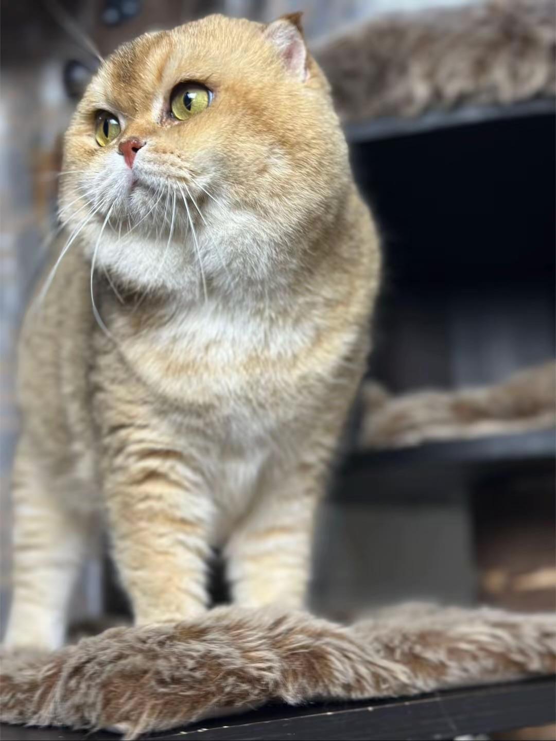 Oliver