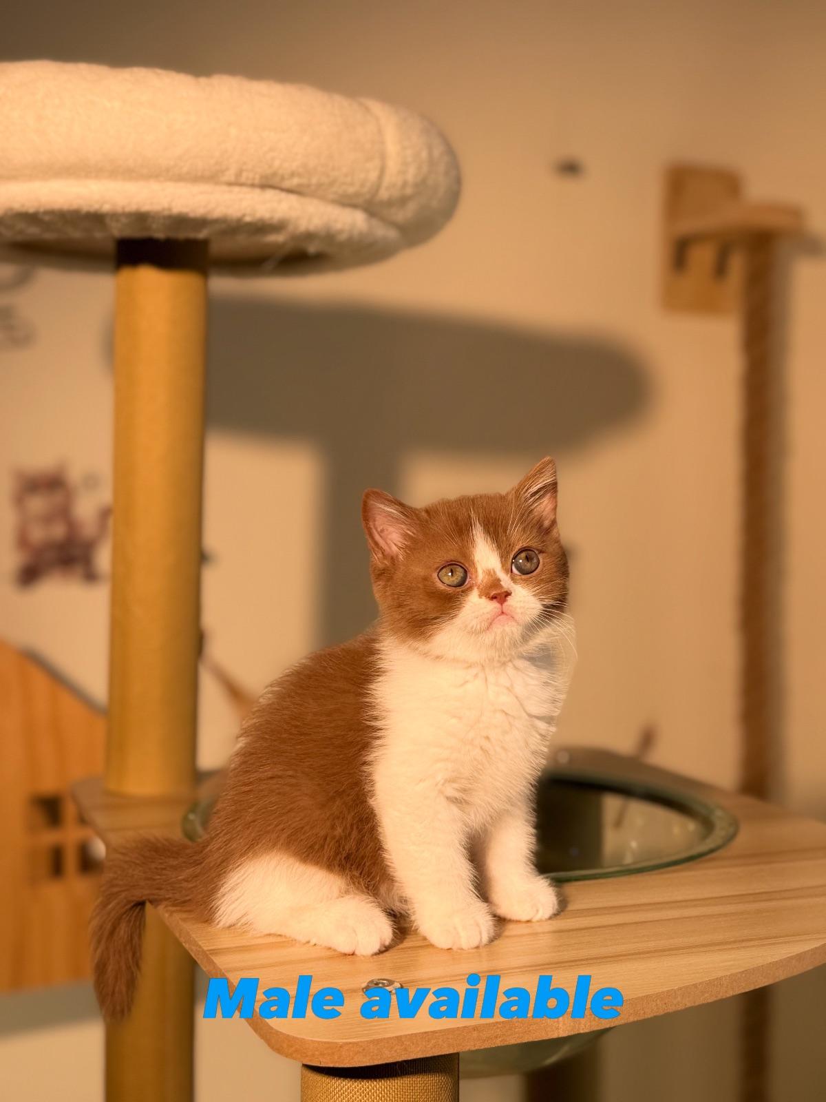 Coco