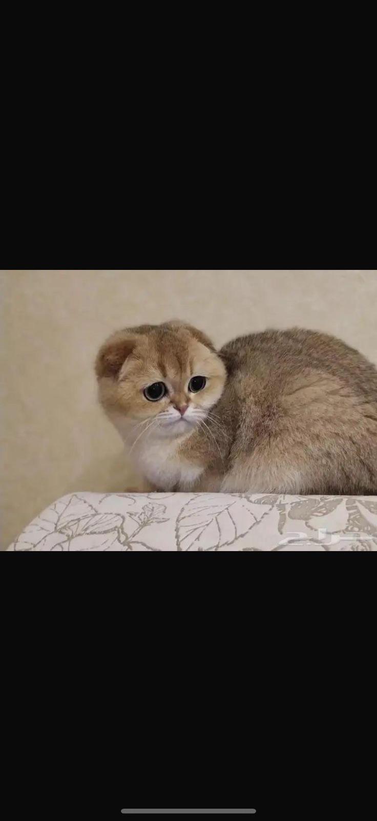روزي