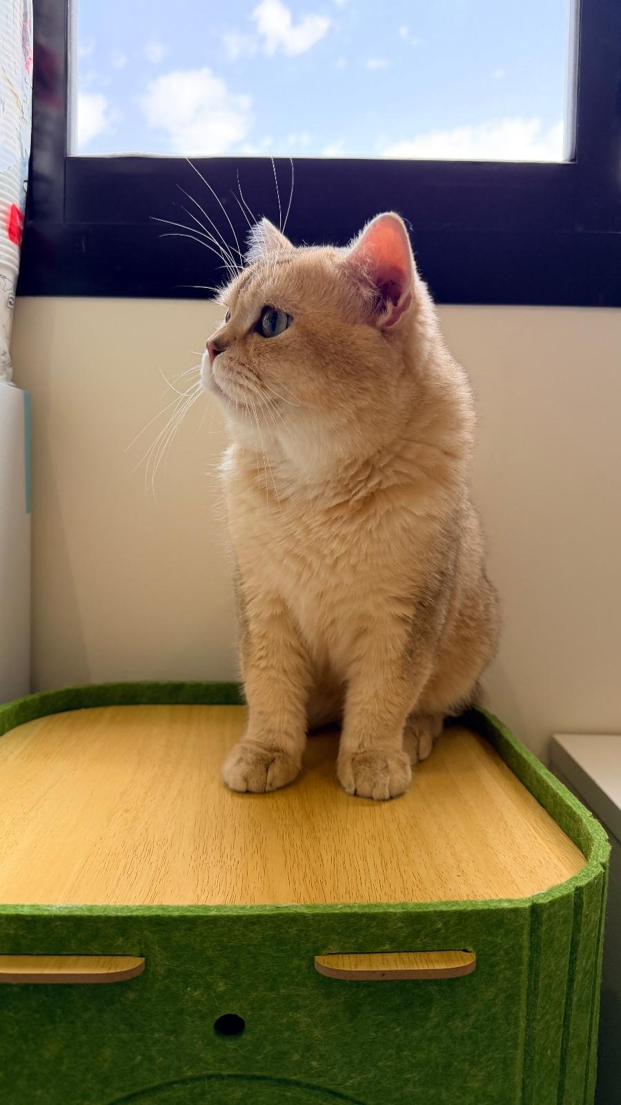 Casper — السكوتش ستريت