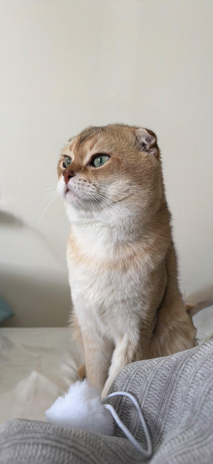 Leo — السكوتش فولد