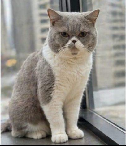 British Shorthair · c 03 (c 03) · ذكر