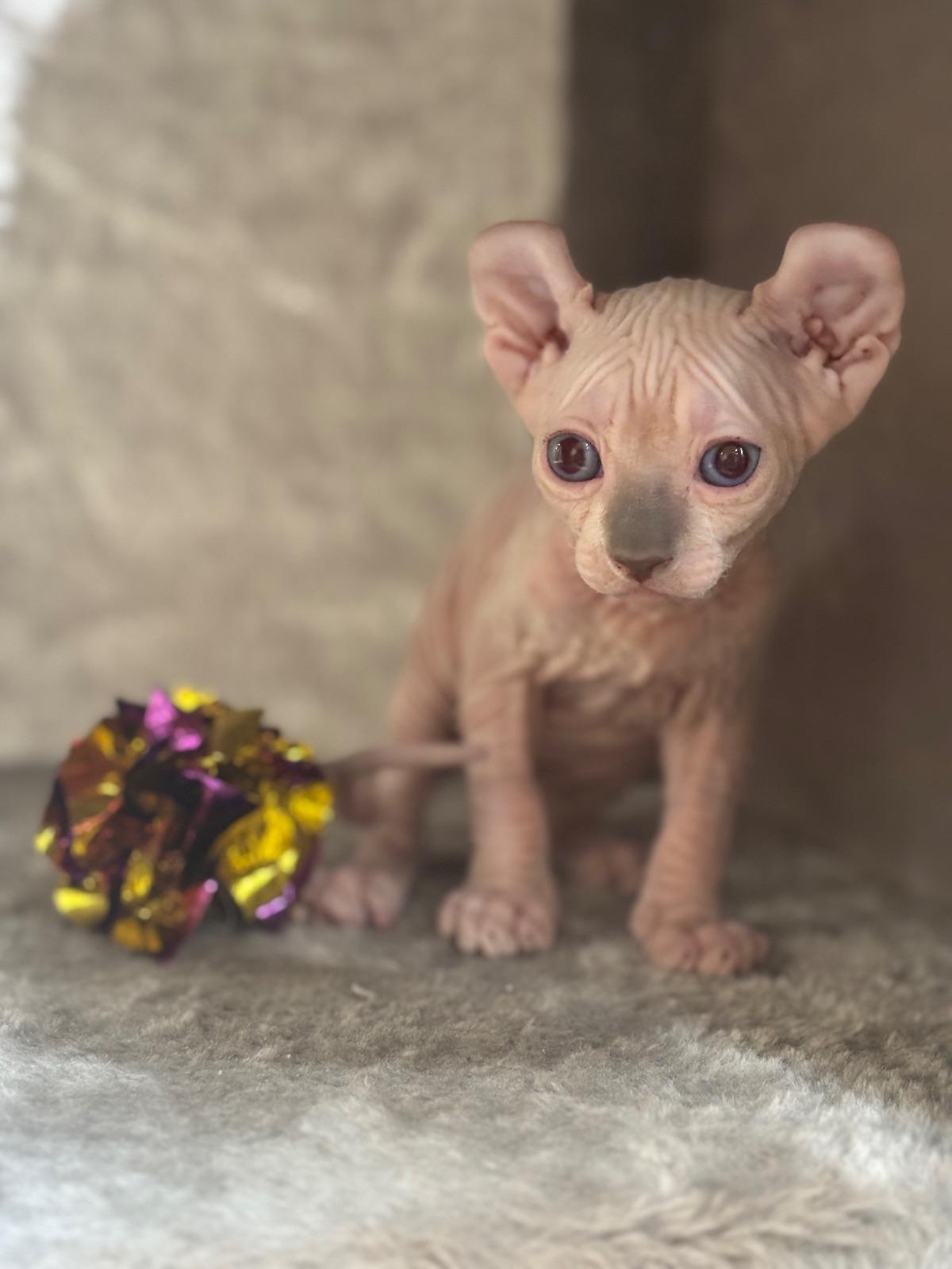 Elf sphynx