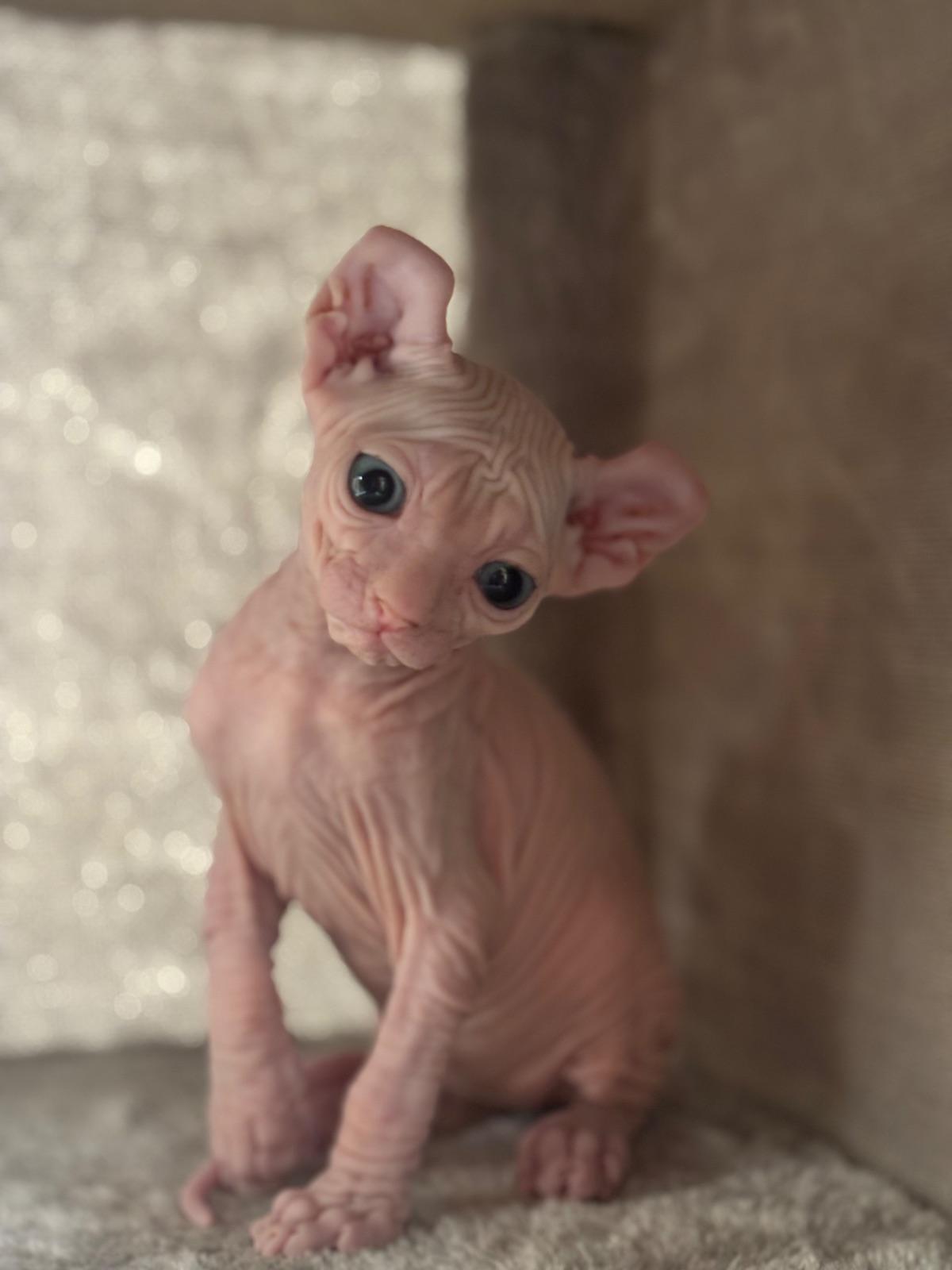 Elf sphynx
