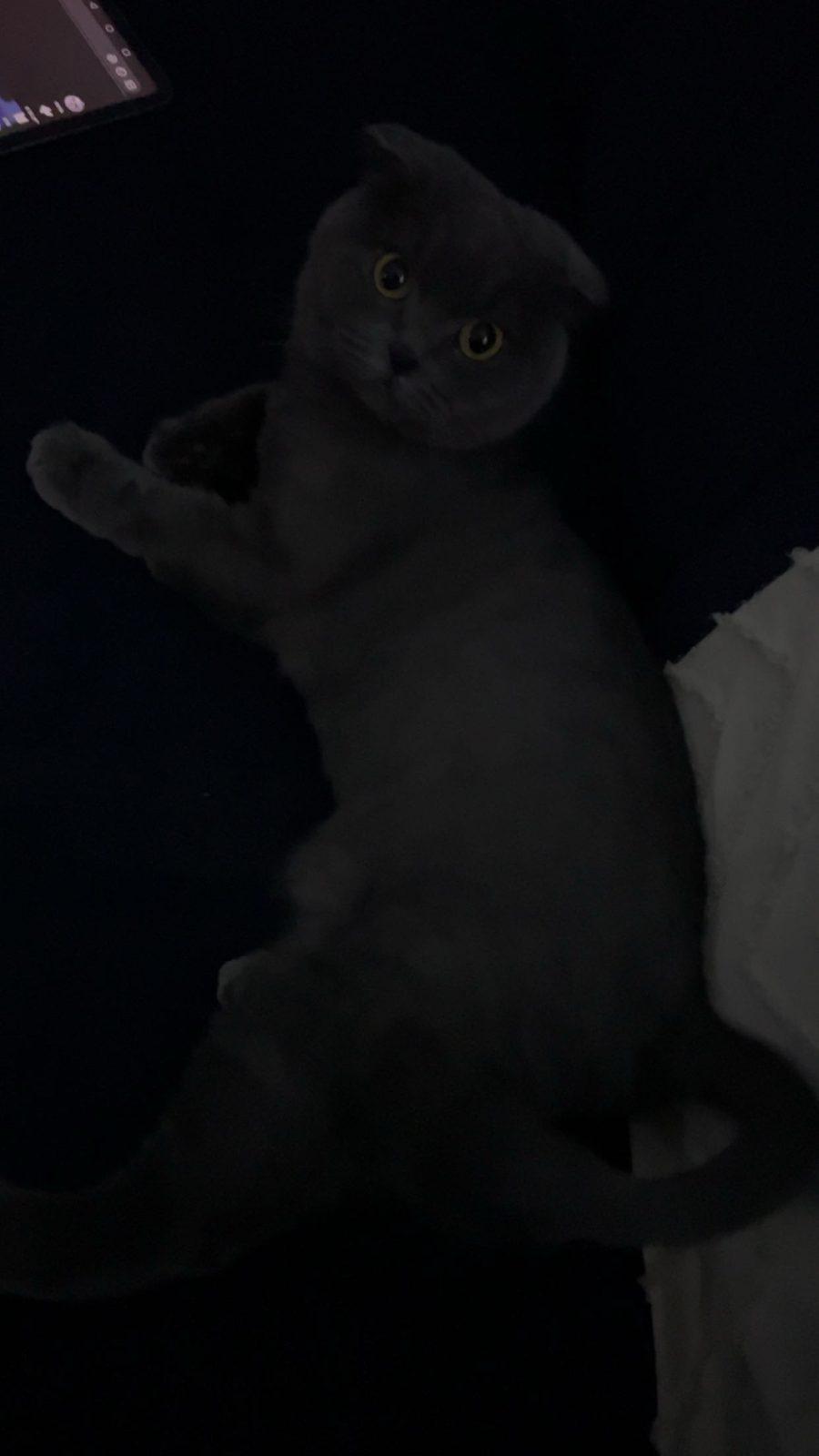 Chloe