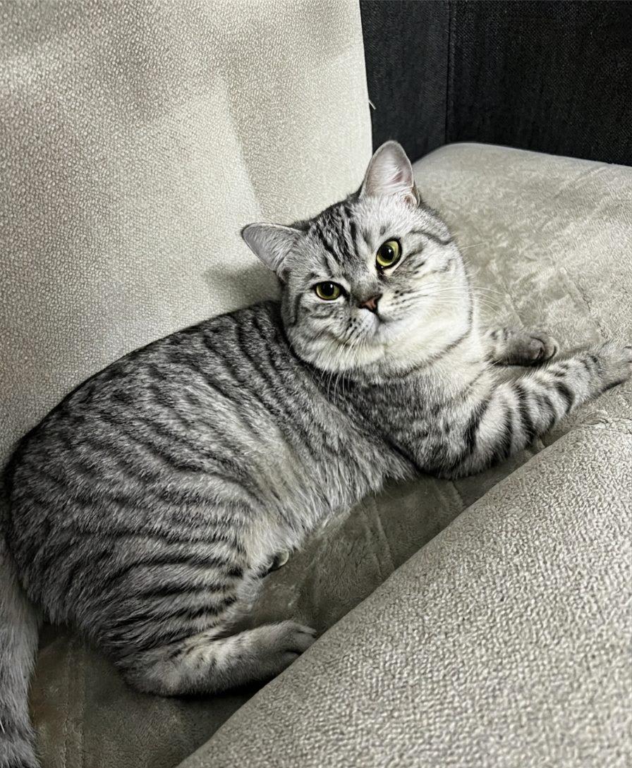 Leo