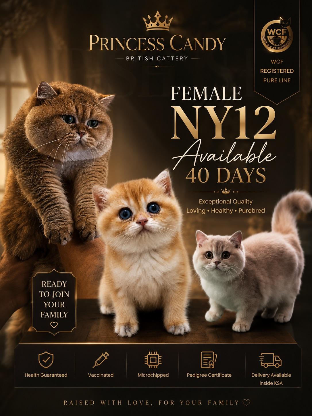 انثى برتش ny12
