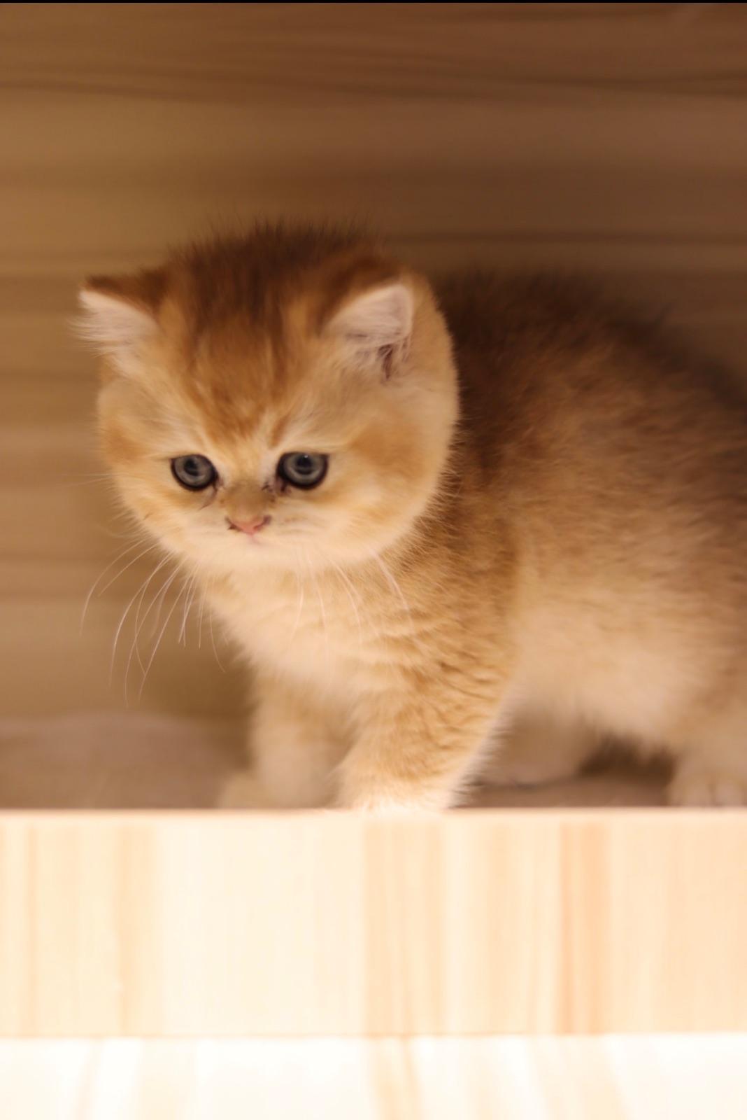 British Shorthair · أنثى
