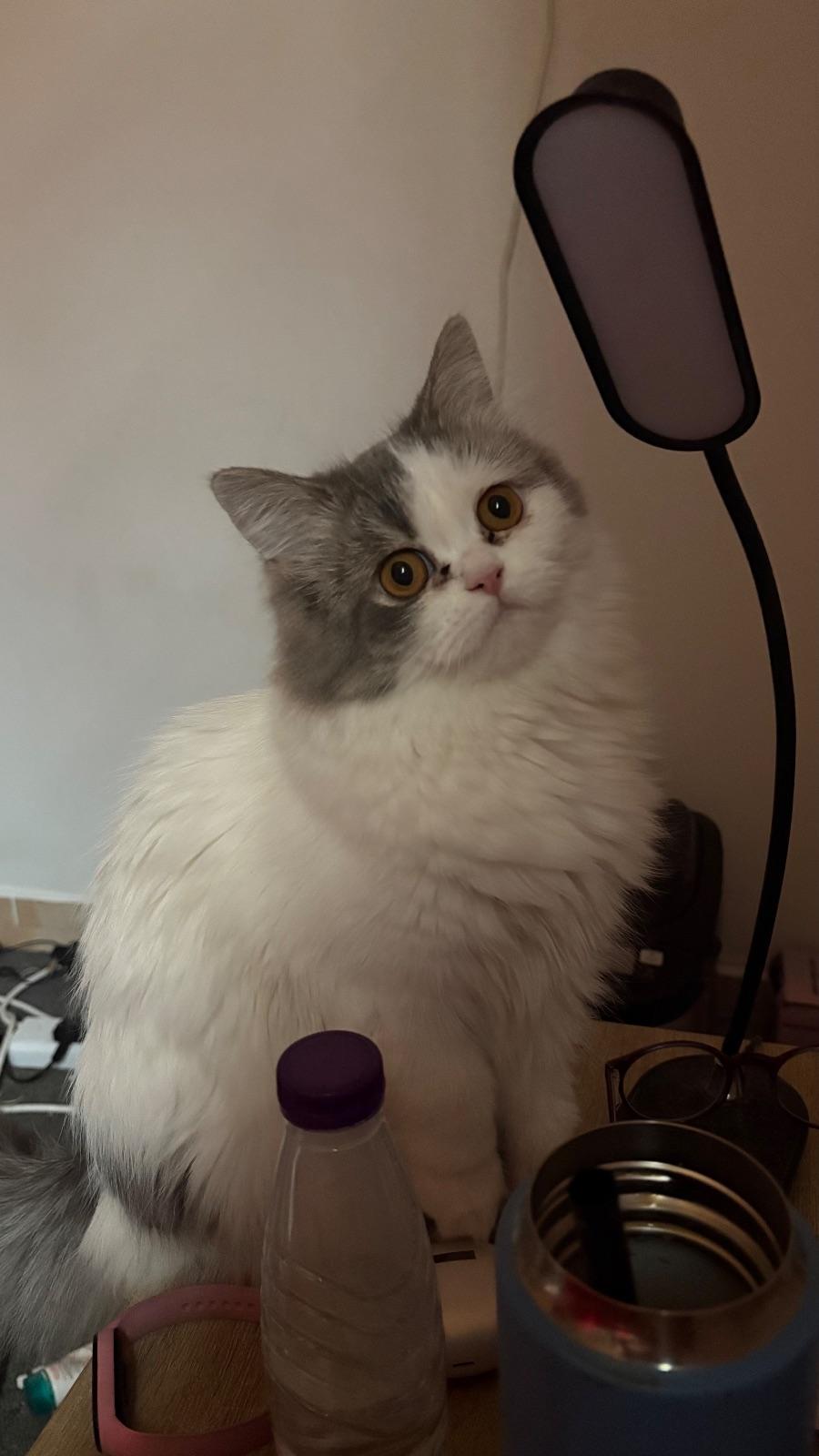 Lona