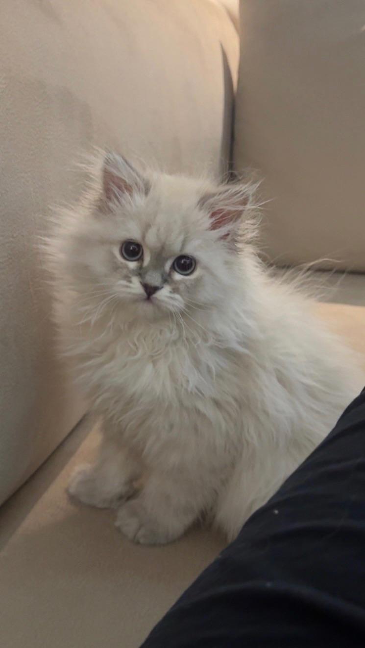 Bella