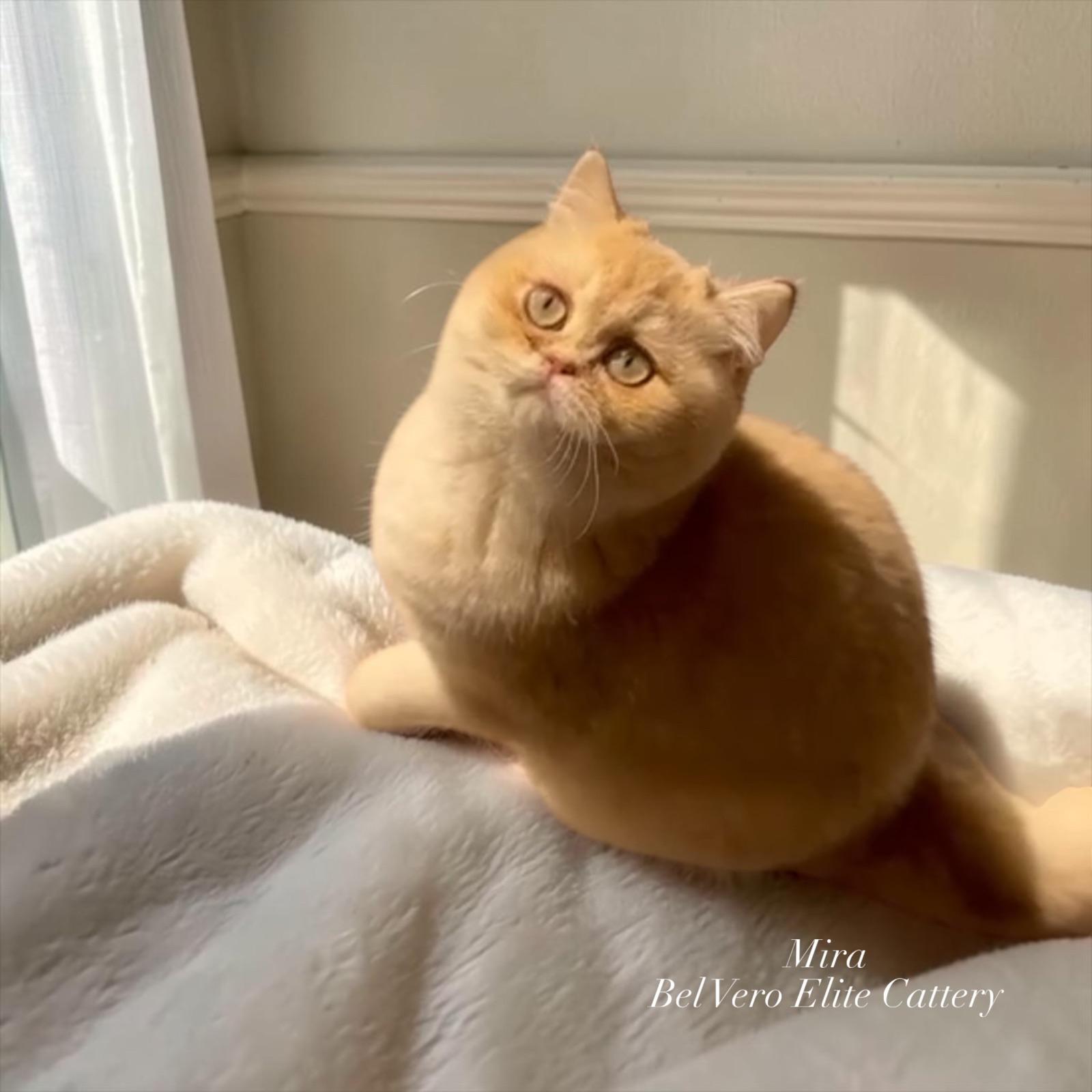 GENTLE FUZZIES GOLDEN MIRACLE
