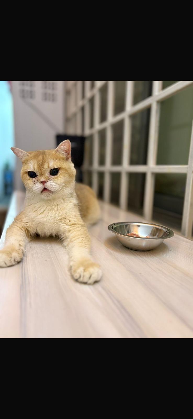 British Shorthair · ny 12 (ny 12) · أنثى
