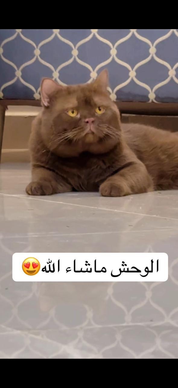Uspeh