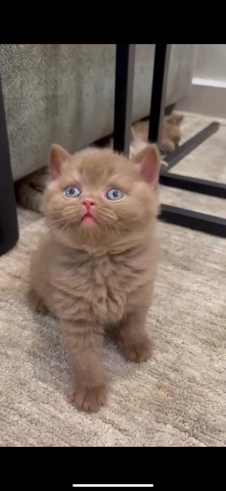 LOTUS Khalid's Cattery