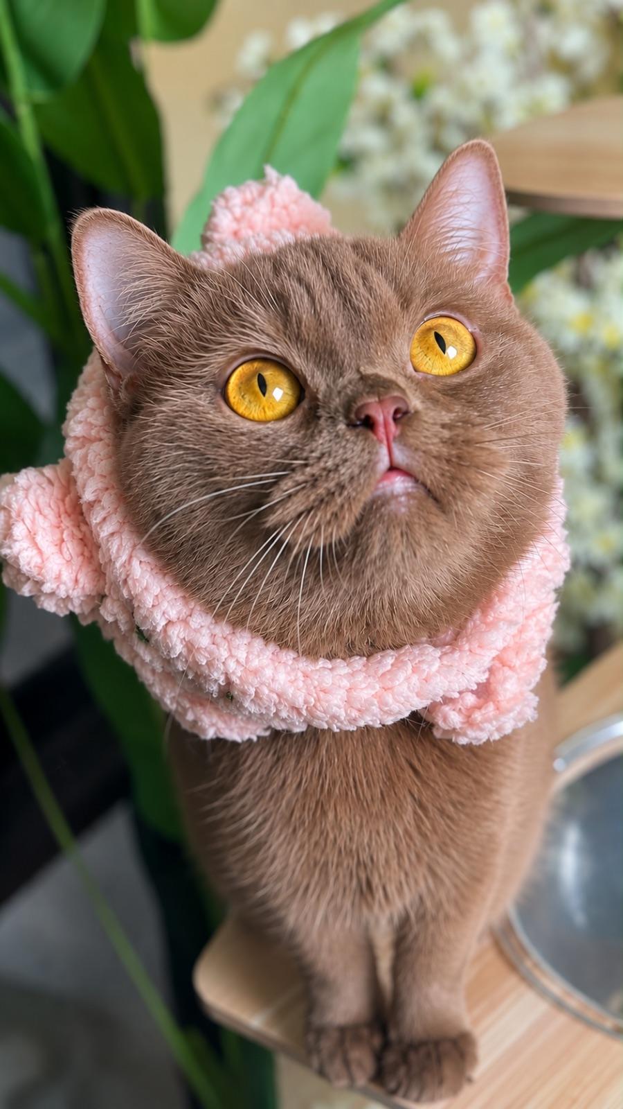 DALIA داليا