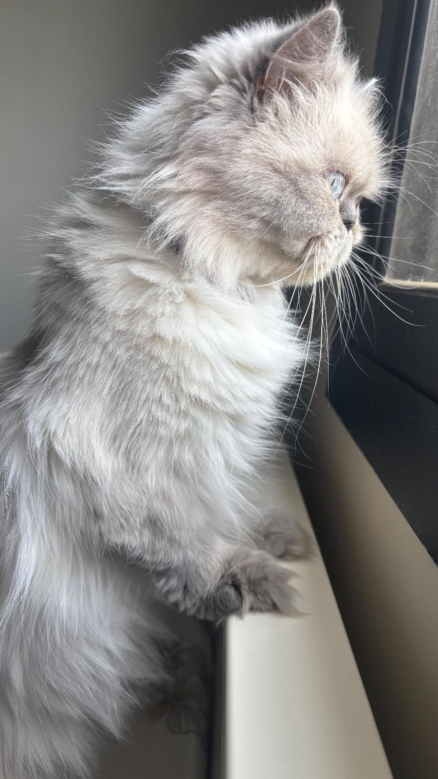 Nina